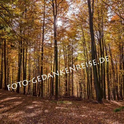 Waldweg im Herbst Pfälzer Wald Pfalz